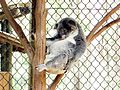 Koala w Daisy Hill Koala Centre