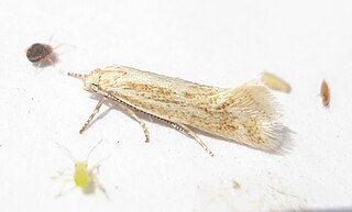 <span class="mw-page-title-main">Elachistidae</span> Family of moths