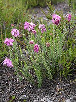 Bruyère à quatre angles (Erica tetralix)