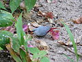 Schönbürzel Lavender Waxbill