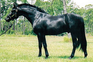 <span class="mw-page-title-main">Friesian Sporthorse</span> Breed of horse