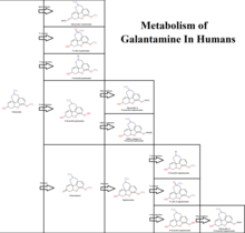 Metabolic pathways of galantamine Galantamine Metabolism.png