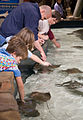 Stingrays and Bonnethead Sharks in the petting tank