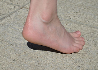 <span class="mw-page-title-main">Heel</span> Back of the foot