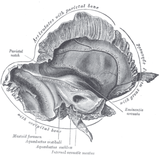 <span class="mw-page-title-main">Internal auditory meatus</span> Canal within the temporal bone