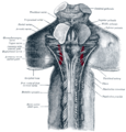 Upper part of medulla spinalis and hind- and mid-brains; posterior aspect, exposed in situ.