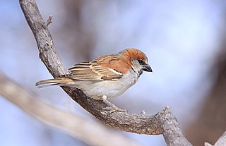 <span class="mw-page-title-main">Great sparrow</span> Species of bird