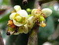 Flores fecundadas, provavelmente hermafroditas