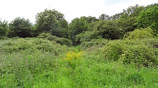 <span class="mw-page-title-main">Gutteridge Wood and Meadows</span>