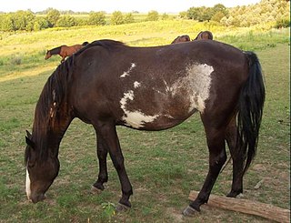 <span class="mw-page-title-main">Spanish Mustang</span> American breed of horse