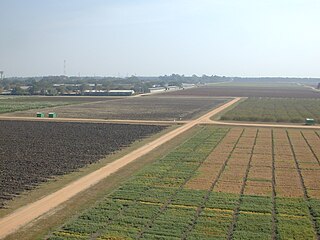 <span class="mw-page-title-main">International Crops Research Institute for the Semi-Arid Tropics</span> International research organization