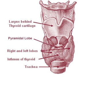 <span class="mw-page-title-main">Thyrotoxic periodic paralysis</span> Human disease