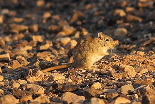 <span class="mw-page-title-main">Libyan jird</span> Species of rodent