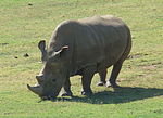 Thumbnail for Northern white rhinoceros