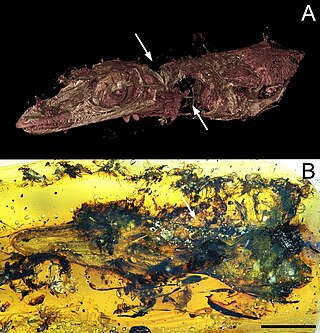 <i>Oculudentavis</i> Extinct genus of reptiles