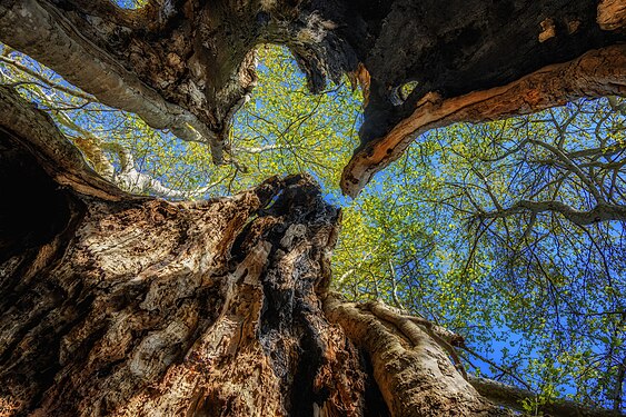 Old platane tree Photograph: Lernain Bro