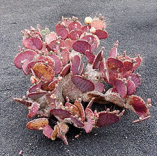 <i>Opuntia macrocentra</i> Species of cactus