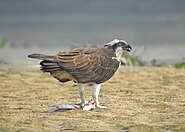 Rapace au plumage brun et blanc.