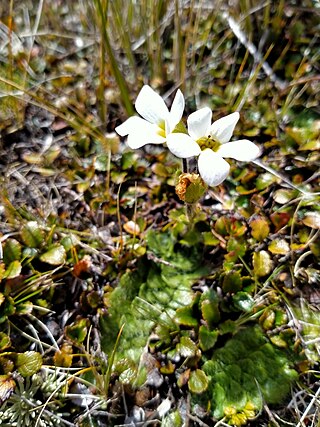 <i>Ourisia glandulosa</i> Species of flowering plants