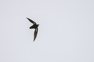 <span class="mw-page-title-main">Philippine spinetail</span> Species of bird