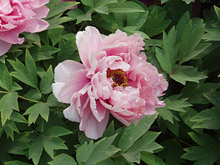 <span class="mw-page-title-main">Peony</span> Genus of flowering plants in the family Paeoniaceae