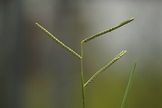 <i>Paspalum scrobiculatum</i> Species of grass