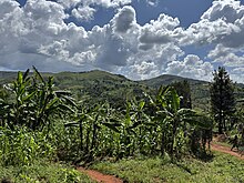 Kivubo