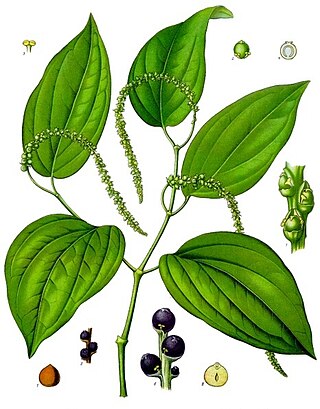 <span class="mw-page-title-main">Black pepper</span> Ground fruit of the family Piperaceae