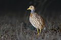 30 Plains-wanderer female 8173 uploaded by JJ Harrison, nominated by Iifar,  23,  0,  0