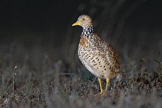 <span class="mw-page-title-main">Plains-wanderer</span> Australian species of bird