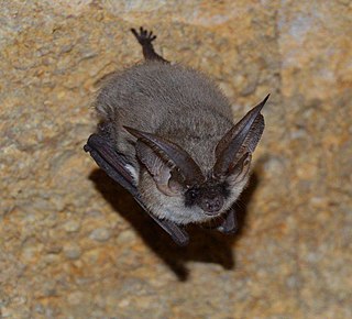 <span class="mw-page-title-main">Grey long-eared bat</span> Species of bat