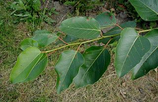 <i>Populus <span style="font-style:normal;">sect.</span> Tacamahaca</i> Group of poplars