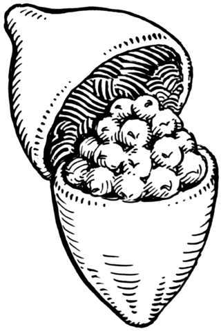 <span class="mw-page-title-main">Capsule (fruit)</span> Type of simple, dry rarely fleshy, dehiscent fruit