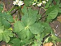 Ranunculus aconitifolius