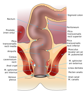 <span class="mw-page-title-main">Rectum</span> Final portion of the large intestine