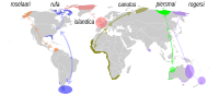 Distribución e rutas de migración das seis subespeies