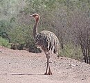 Rhea tarapacensis LC - least concern (ei trüüwet)