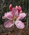 Rhododendron vaseyi