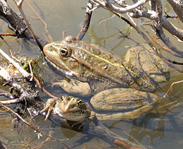 Ežerinė varlė (Pelophylax ridibundus)