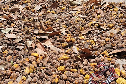 Cashew apples spread for drying and subsequent storage prior to reconstitution in water and later fermentation, Mozambique