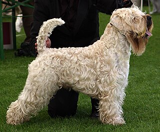 Soft-coated Wheaten Terrier Dog breed