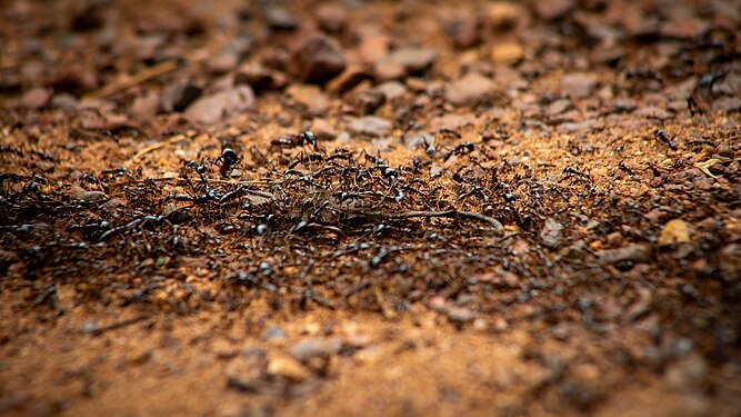 Army of Ants Photographer: User:Goldenwabbit