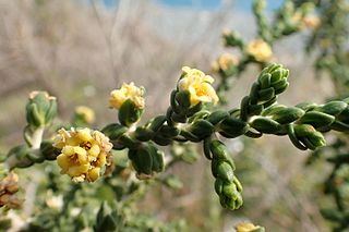 <span class="mw-page-title-main">Thymelaeaceae</span> Family of flowering plants