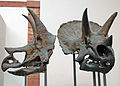 Deutsch: Triceratops-Schädel (Originale) English: Triceratops skull (original)