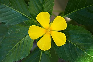 <i>Turnera</i> Genus of flowering plants