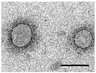 <i>Emaravirus</i> Genus of viruses