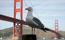 A western gull in front of the Golden Gate Bridge in San Francisco Westerngull.JPG