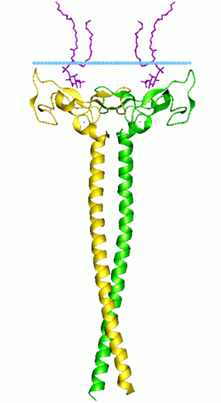 <span class="mw-page-title-main">FYVE domain</span>