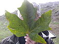 Leaf, Chirico Trail, Washington