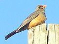 Turdus abyssinicus (cat.)